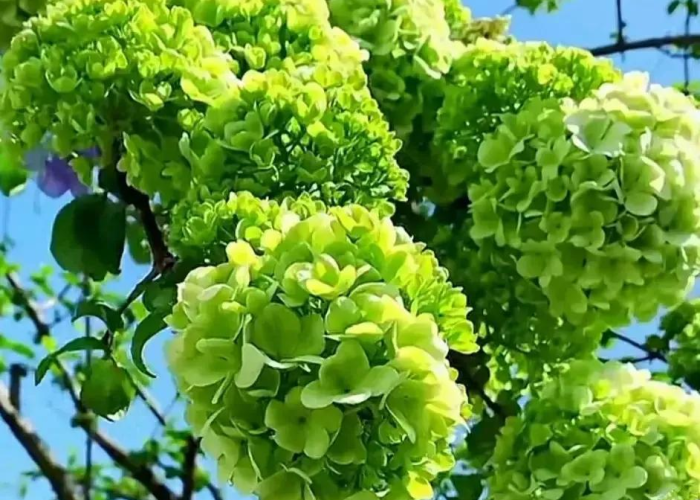 疫情开始和结束时间百度百科知乎，疫情开始到结束用了多少时间
