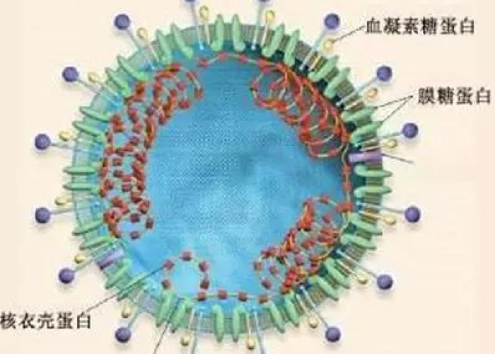 疫情是什么病毒感染的，疫情是什么病毒传播的